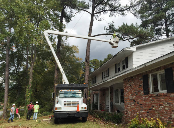 How Our Tree Care Process Works  in  Oswego, IL