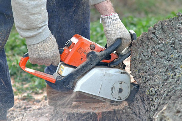 Professional Tree Care in Oswego, IL
